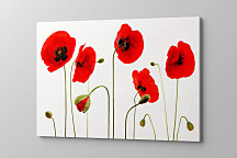 Obraz Mak vlčí 1514